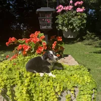 Kate, a female Australian Shepherd for sale in Centerville, IA – 5 of 6