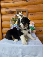 Walter, a male Australian Shepherd for sale in Centerville, IA – Photo 7 of 7