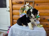 Walter, a male Australian Shepherd for sale in Centerville, IA – Photo 5 of 7
