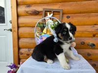 Walter, a male Australian Shepherd for sale in Centerville, IA – Photo 1 of 7
