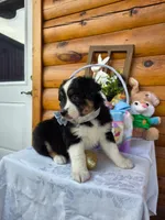 Walter, a male Australian Shepherd for sale in Centerville, IA – Photo 2 of 7