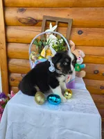 Walter, a male Australian Shepherd for sale in Centerville, IA – Photo 3 of 7