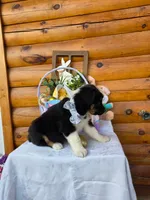 Walter, a male Australian Shepherd for sale in Centerville, IA – Photo 4 of 7