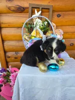 Walter, a male Australian Shepherd for sale in Centerville, IA – Photo 6 of 7