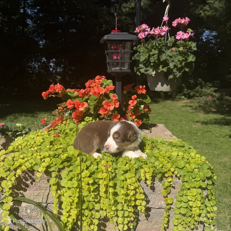Orli – Australian Shepherd puppy for sale in Centerville, IA