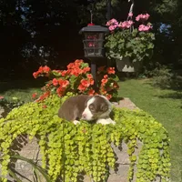 Orli, a male Australian Shepherd for sale in Centerville, IA – 1 of 7