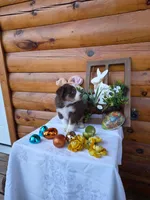 Gareth, a male Australian Shepherd for sale in Centerville, IA – Photo 4 of 6