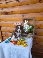 Gareth, a male Australian Shepherd for sale in Centerville, IA – Photo 5 of 6