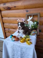 Gareth, a male Australian Shepherd for sale in Centerville, IA – Photo 2 of 6