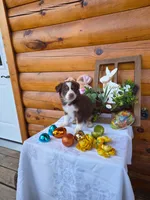 Gareth, a male Australian Shepherd for sale in Centerville, IA – Photo 1 of 6