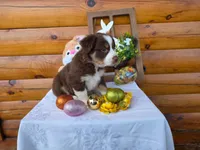 Gareth, a male Australian Shepherd for sale in Centerville, IA – Photo 3 of 6