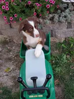 Kurt, a male Australian Shepherd for sale in Centerville, IA – 4 of 8