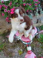 Kai, a female Australian Shepherd for sale in Centerville, IA – 3 of 4