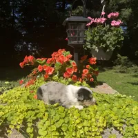 Kobi, a male Australian Shepherd for sale in Centerville, IA – 5 of 7