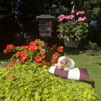Korey, a male Australian Shepherd for sale in Centerville, IA – 2 of 6