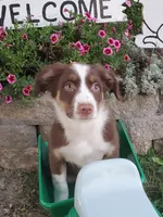Kurt, a male Australian Shepherd for sale in Centerville, IA – 6 of 8