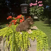 Oakley, a female Australian Shepherd for sale in Centerville, IA – 4 of 6