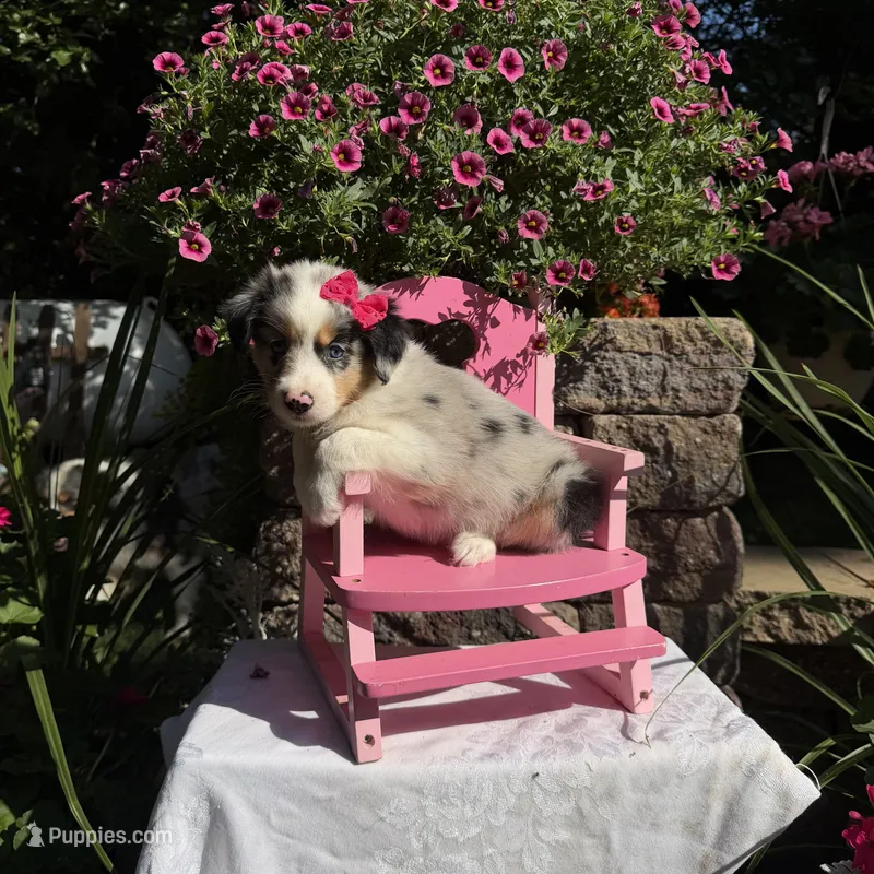 Olivia – Australian Shepherd puppy for sale in Centerville, IA
