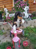 Kate, a female Australian Shepherd for sale in Centerville, IA – 5 of 5