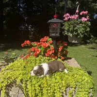 Kaylee, a female Australian Shepherd for sale in Centerville, IA – 6 of 7