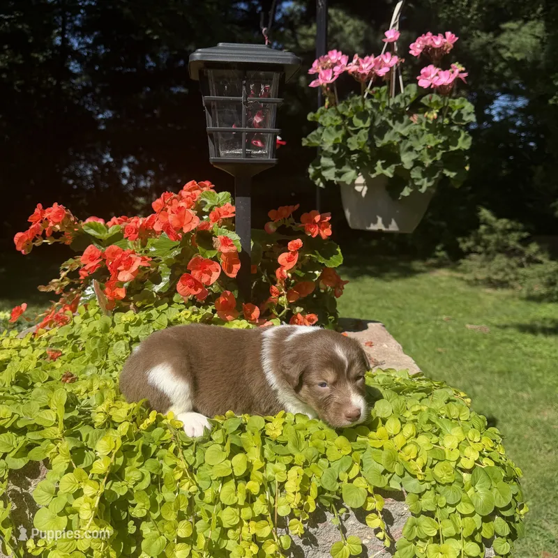 Kinza – Australian Shepherd puppy for sale in Centerville, IA