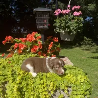 Kinza, a female Australian Shepherd for sale in Centerville, IA – 1 of 5