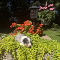 Kobi, a male Australian Shepherd for sale in Centerville, IA – 7 of 7
