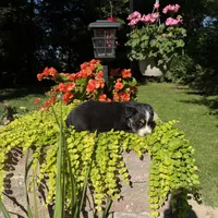 Bobby, a male Australian Shepherd for sale in Centerville, IA – 5 of 5