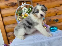Wyman, a male Australian Shepherd for sale in Centerville, IA – Photo 7 of 7