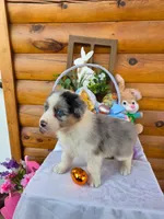 Wyman, a male Australian Shepherd for sale in Centerville, IA – Photo 4 of 7