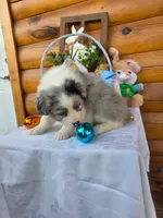 Wyman, a male Australian Shepherd for sale in Centerville, IA – Photo 3 of 7