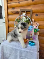Wyman, a male Australian Shepherd for sale in Centerville, IA – Photo 6 of 7