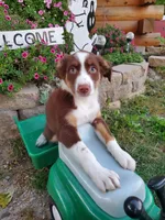 Kurt, a male Australian Shepherd for sale in Centerville, IA – 5 of 8