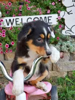 Kate, a female Australian Shepherd for sale in Centerville, IA – 4 of 5