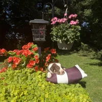 Kurt, a male Australian Shepherd for sale in Centerville, IA – 3 of 6