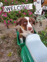 Kurt, a male Australian Shepherd for sale in Centerville, IA – 7 of 8