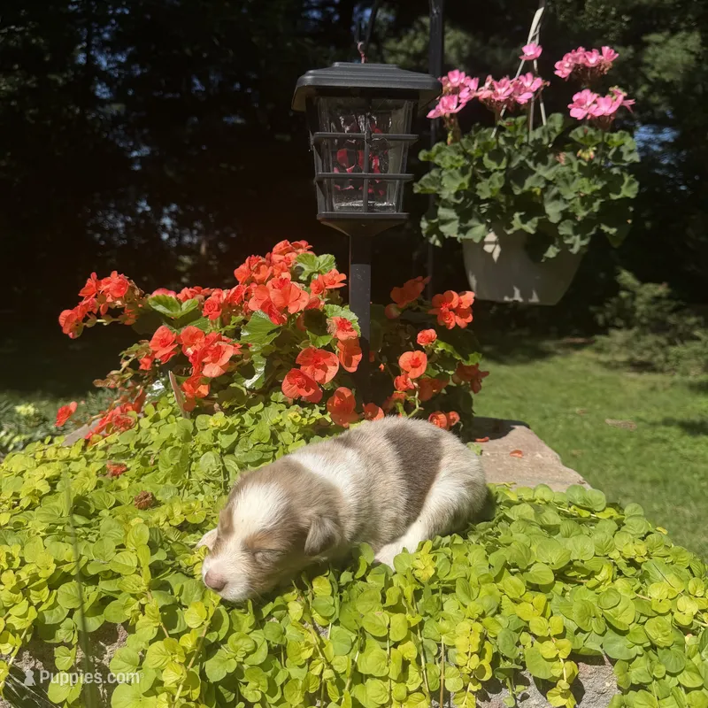 Kipp – Australian Shepherd puppy for sale in Centerville, IA