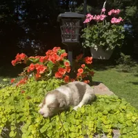 Kipp, a male Australian Shepherd for sale in Centerville, IA – 1 of 6