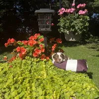 Kaylee, a female Australian Shepherd for sale in Centerville, IA – 1 of 7