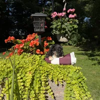 Bear, a male Australian Shepherd for sale in Centerville, IA – 3 of 7