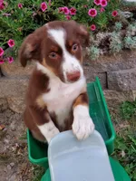 Kurt, a male Australian Shepherd for sale in Centerville, IA – 3 of 8