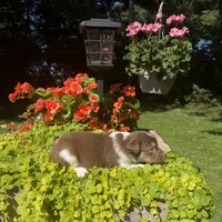 Kinza, a female Australian Shepherd for sale in Centerville, IA – 5 of 5
