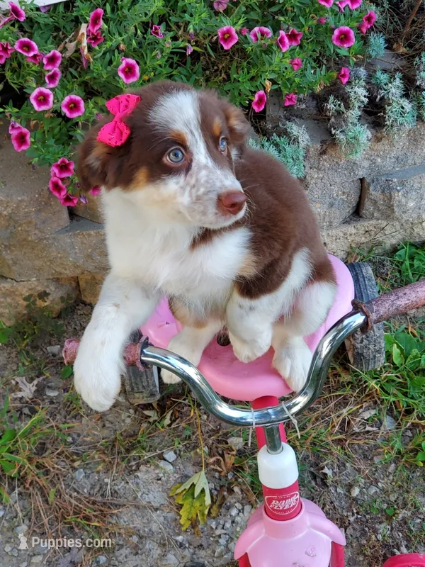 Kai – Australian Shepherd puppy for sale in Centerville, IA