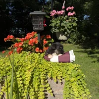 Bear, a male Australian Shepherd for sale in Centerville, IA – 4 of 7