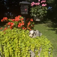 Ottis, a male Australian Shepherd for sale in Centerville, IA – 2 of 5