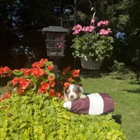 Kobi, a male Australian Shepherd for sale in Centerville, IA – 2 of 7