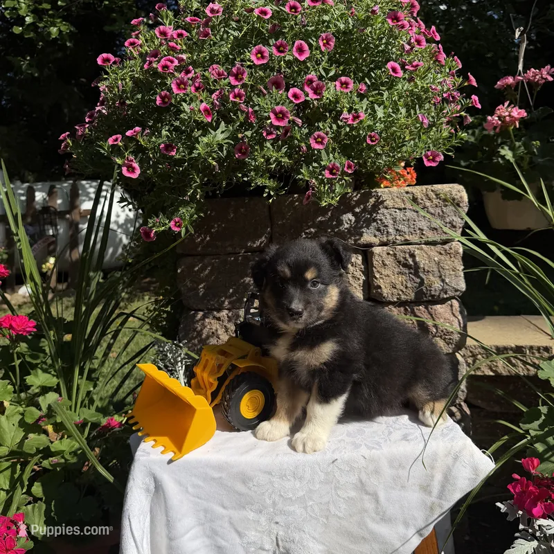 Oreo – Australian Shepherd puppy for sale in Centerville, IA