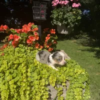 Ottis, a male Australian Shepherd for sale in Centerville, IA – 3 of 5