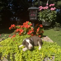 Kurt, a male Australian Shepherd for sale in Centerville, IA – 4 of 6