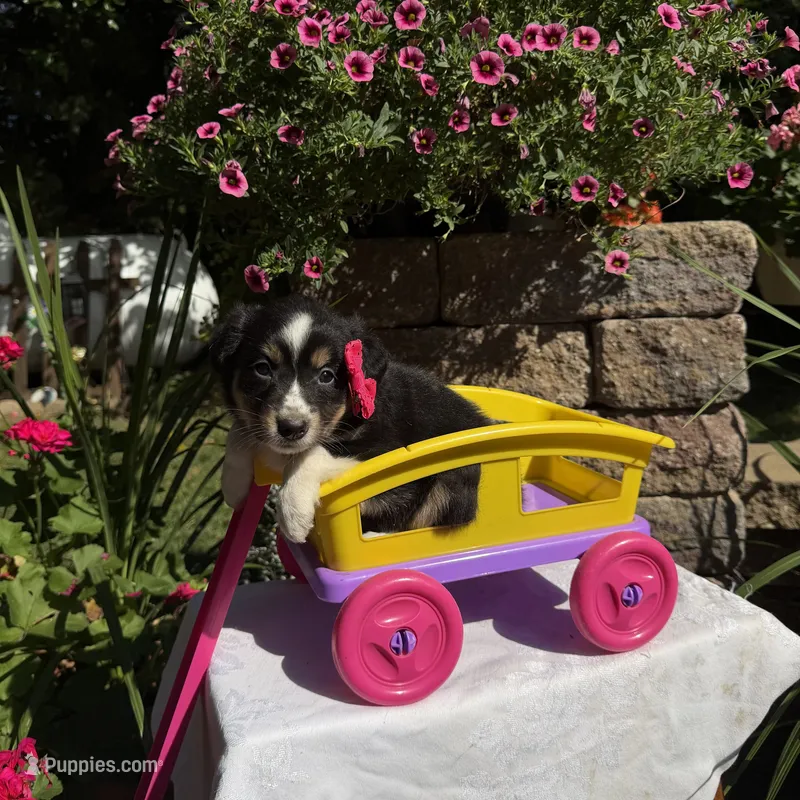 Kate – Australian Shepherd puppy for sale in Centerville, IA